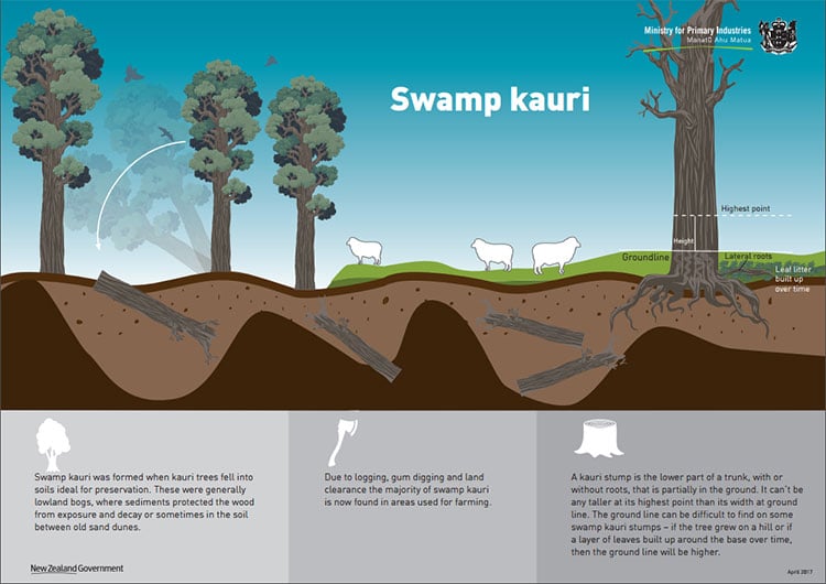 Infographic showing how swamp kauri forms and is preserved in New Zealand wetlands